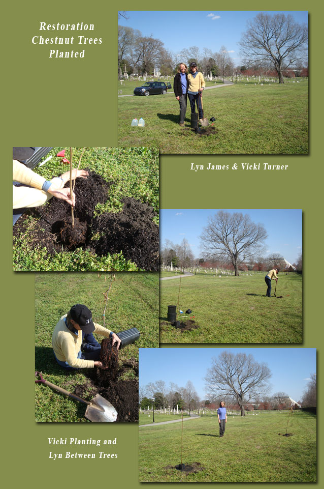 Chestnut Tree Planting
