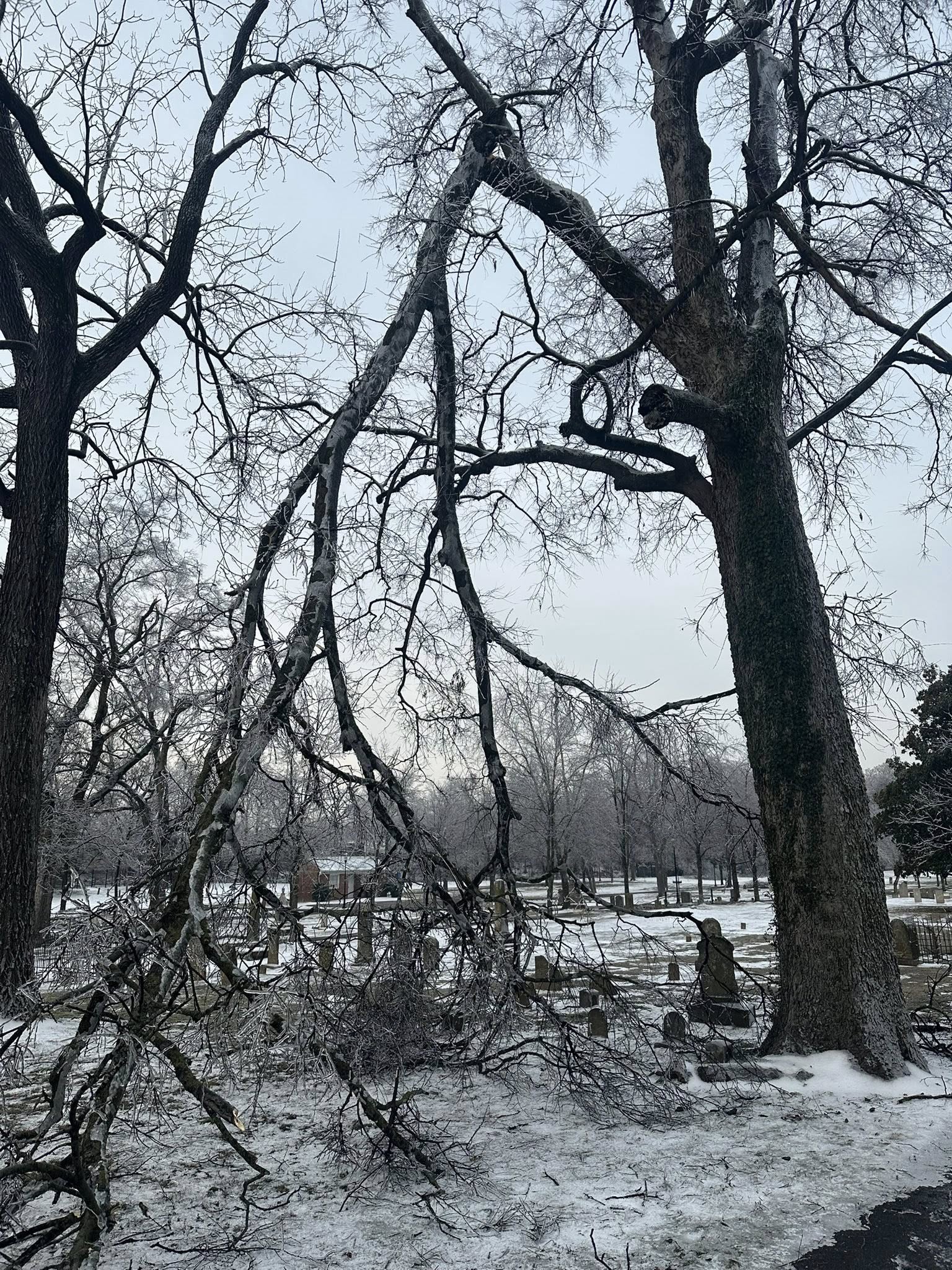 Large tree with damage over gravestones