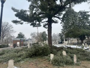 Evergreen tree with fallen branches in graveyard 